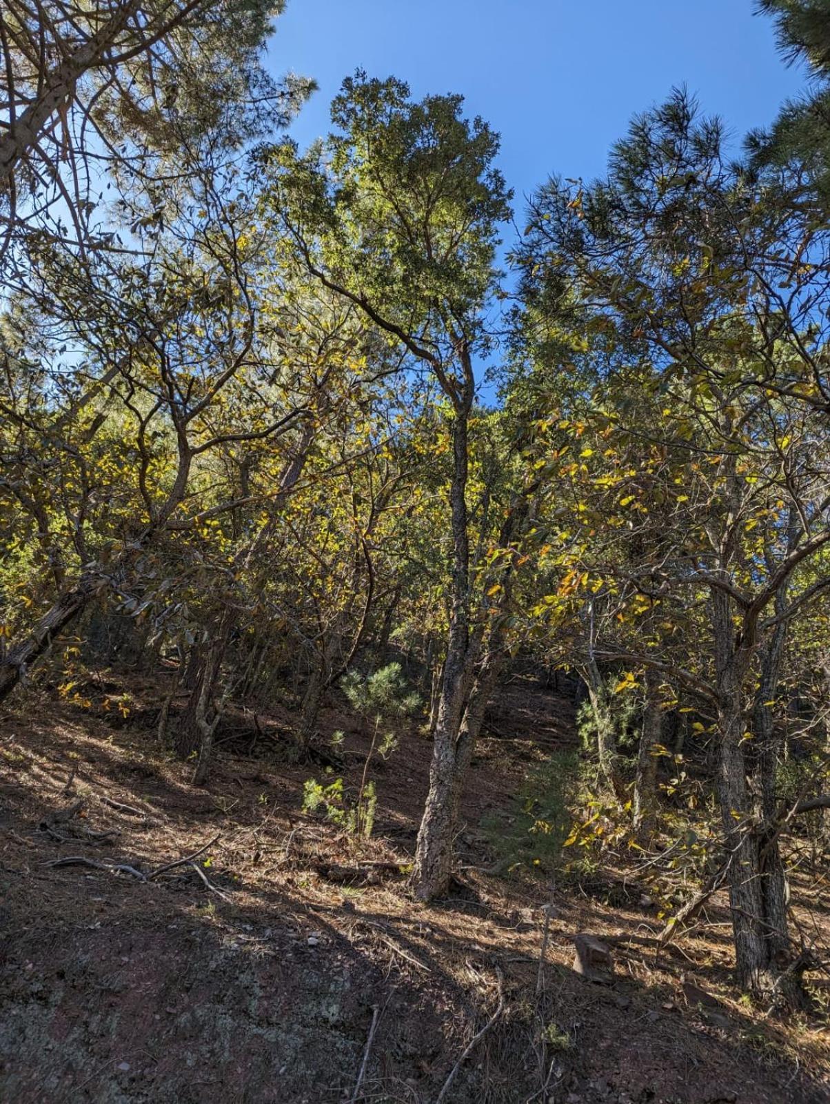 Casa Rural El Forn D'Alcudia De Veo Exteriör bild
